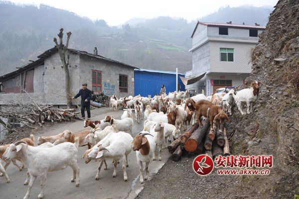 寇長寶的羊 044.jpg