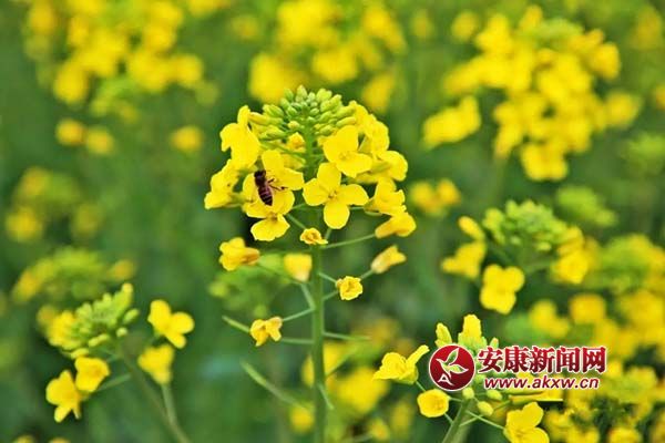 油菜花上蜜蜂忙.jpg