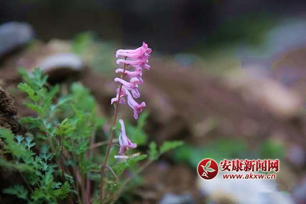 溪邊徑自開放的小花.jpg