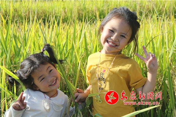 稻花香里話豐年 嵐皋花里擷秋實