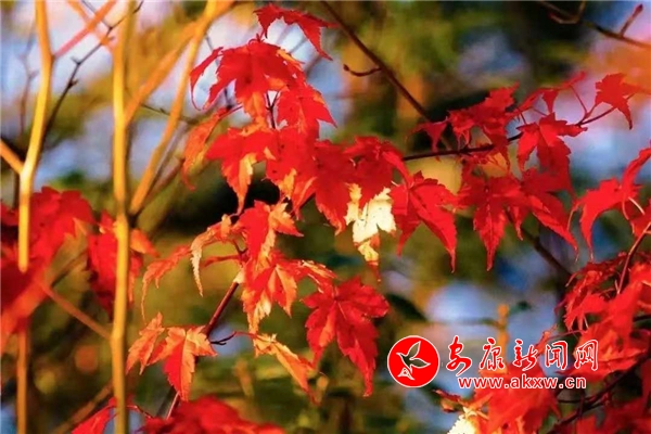 醉美賞秋