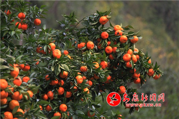 嵐皋大道河：最是橙黃橘綠時