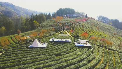 紫陽富硒茶“云”上開園