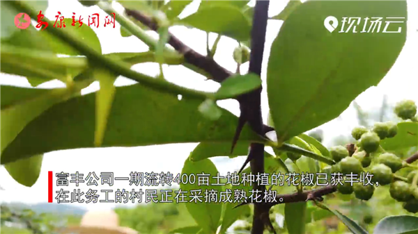 視新聞｜漢濱區關廟鎮：依托產業為脫貧攻堅提質增效